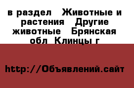  в раздел : Животные и растения » Другие животные . Брянская обл.,Клинцы г.